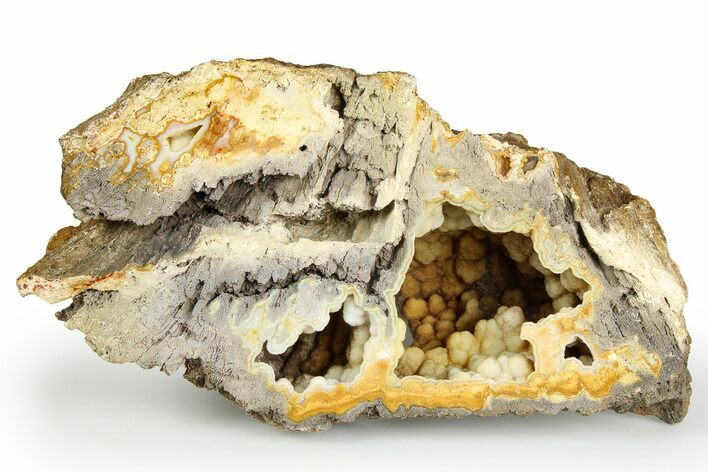 Agatized Fossil Coral Geode - Florida #257865